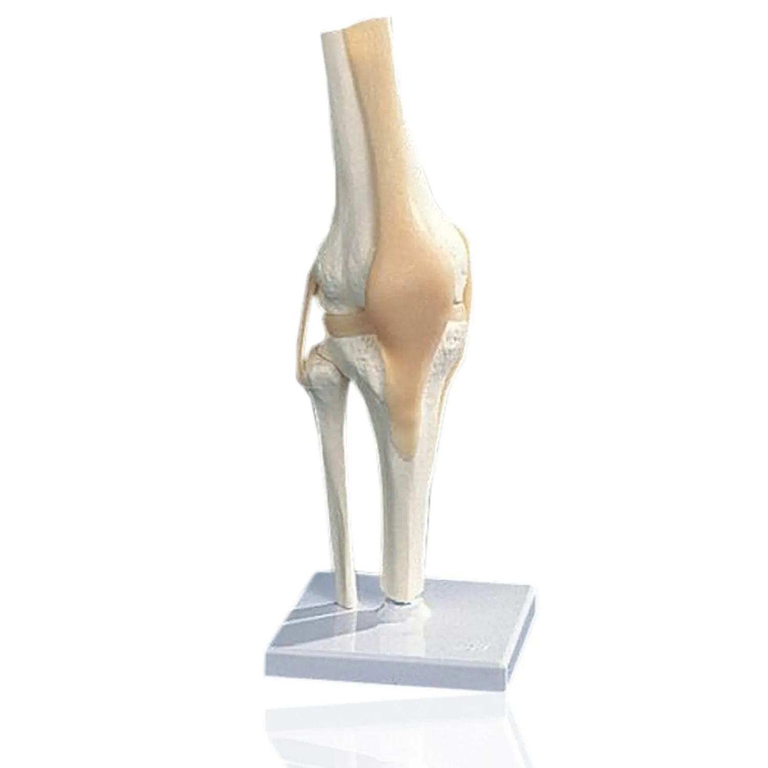 Knee Joint - Flexible